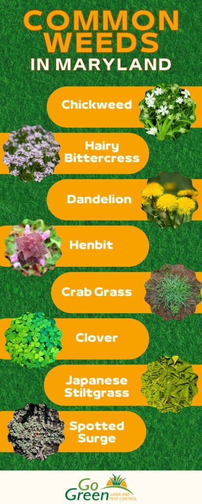 Go Green. Infographic. Common Weeds in MD (1)