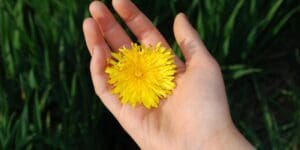 dandelion