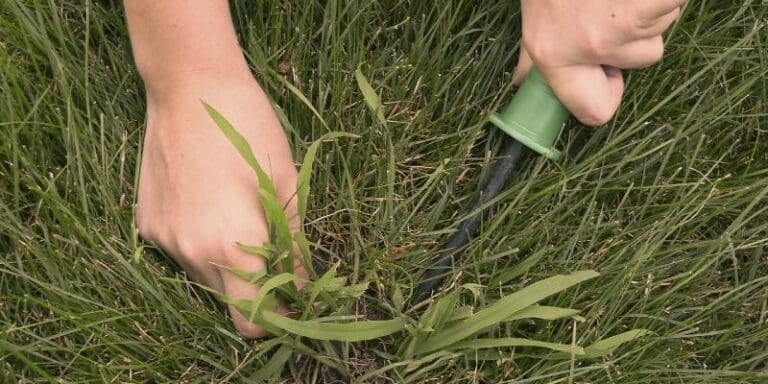 planting in grass