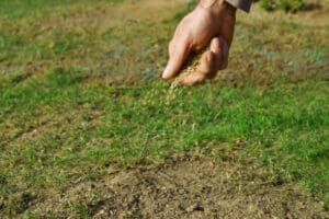 seeding a lawn