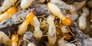Termites in Pennsylvania