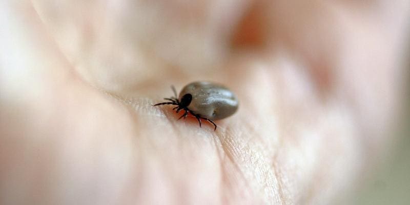 tick in palm of hand