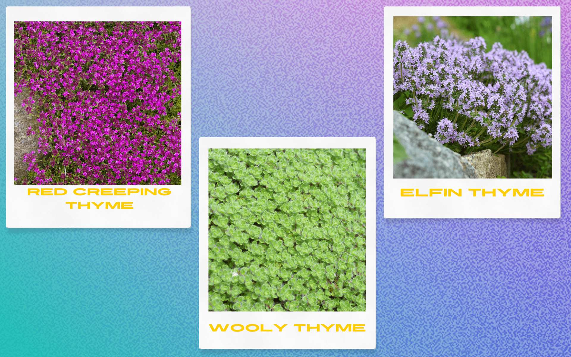 Creeping Thyme Lawn