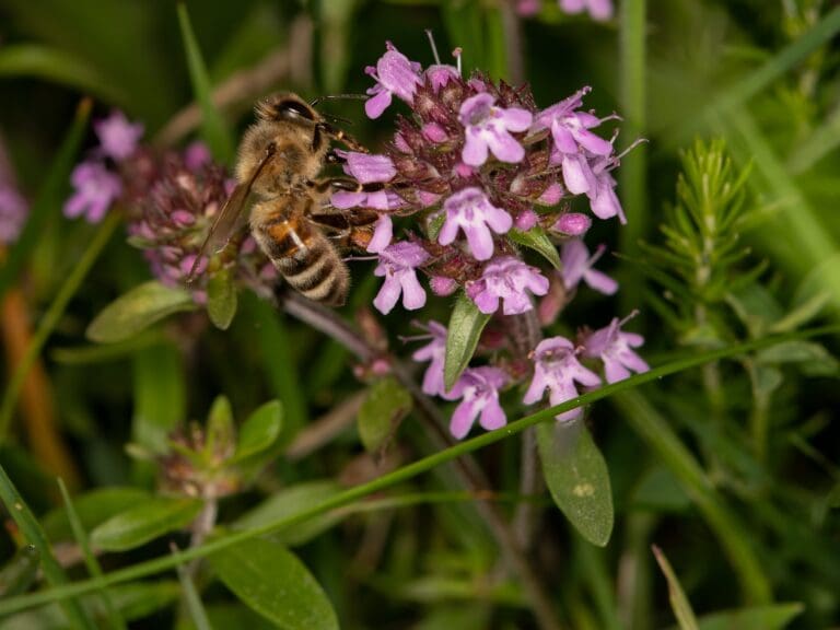 Thyme attract bees