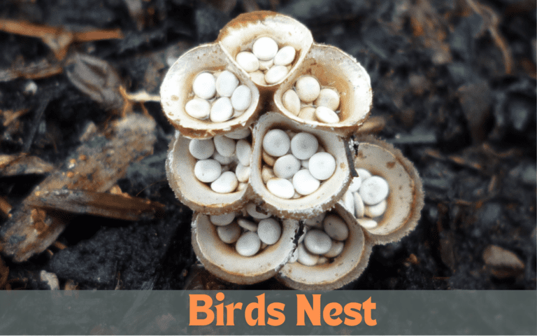 Birds Nest mushroom