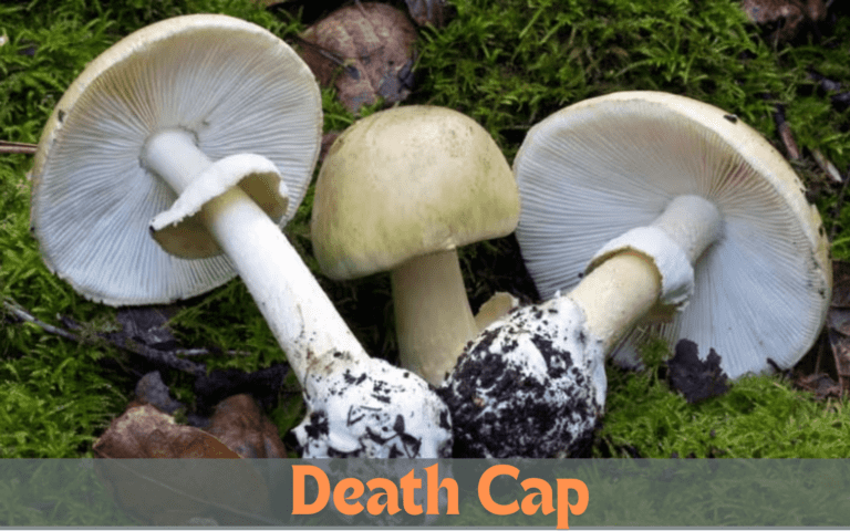 Death Cap mushroom