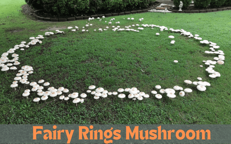Fairy Rings Mushroom