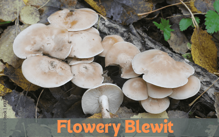 Flowery Blewit