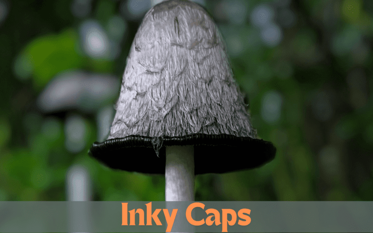 Inky Caps
