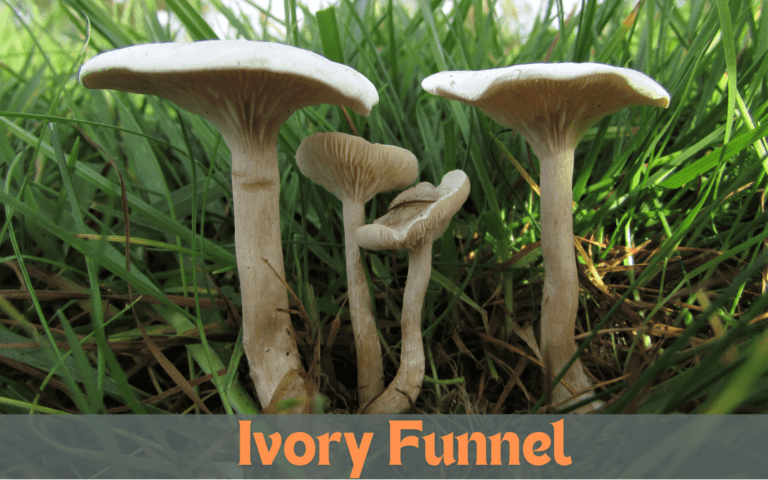 Ivory Funnel