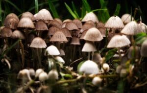 Lawn Mushroom