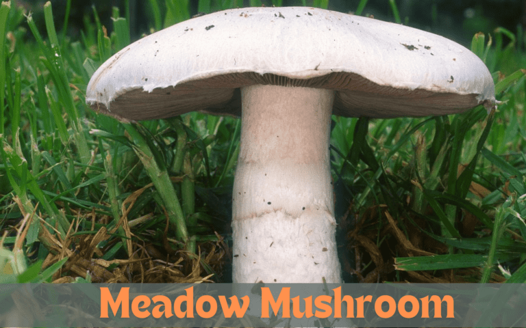 Meadow Mushroom
