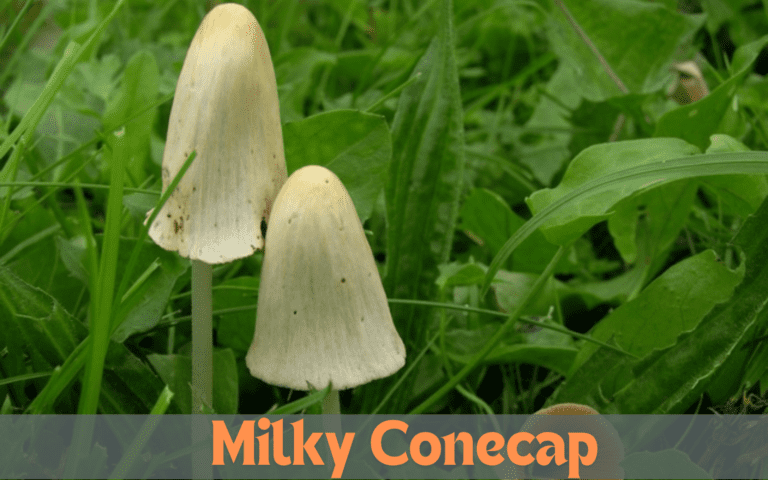 Milky Conecap mushroom