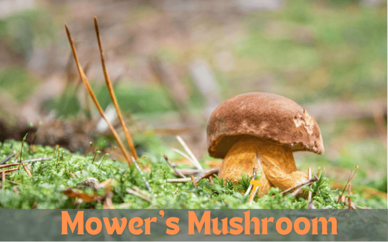 Mower’s Mushroom