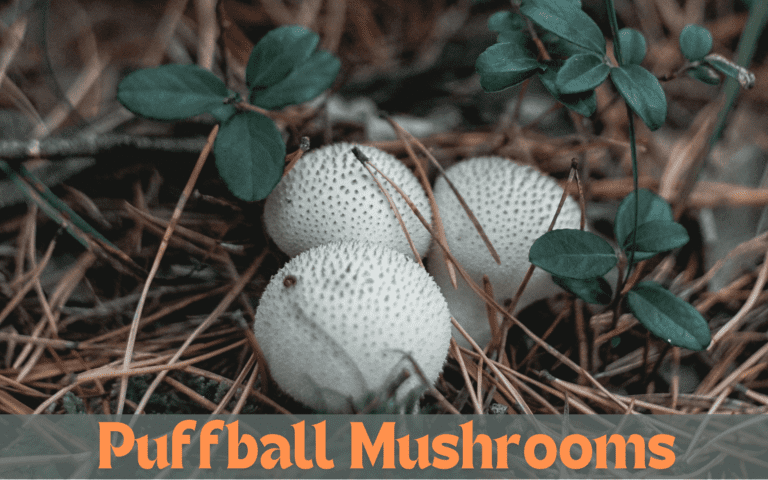 Puffball Mushrooms