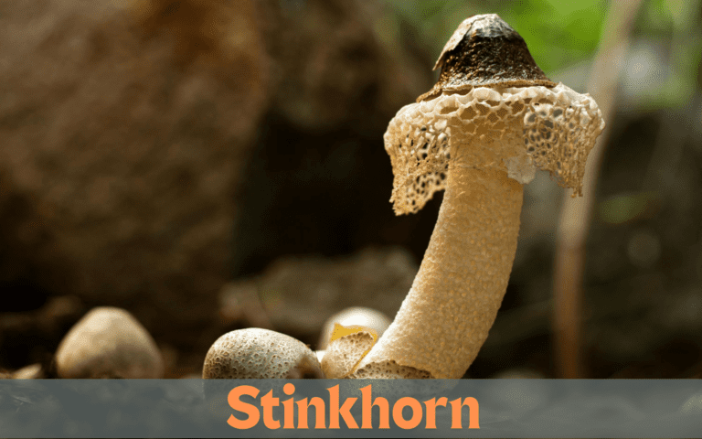 Stinkhorn
