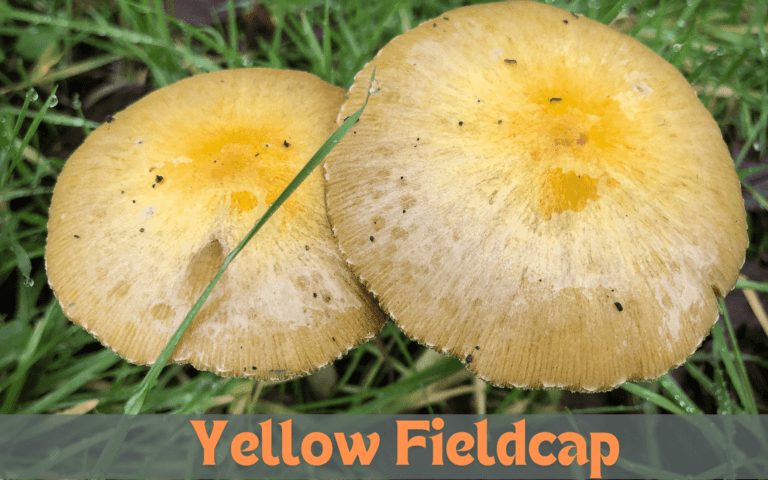 Yellow Fieldcap