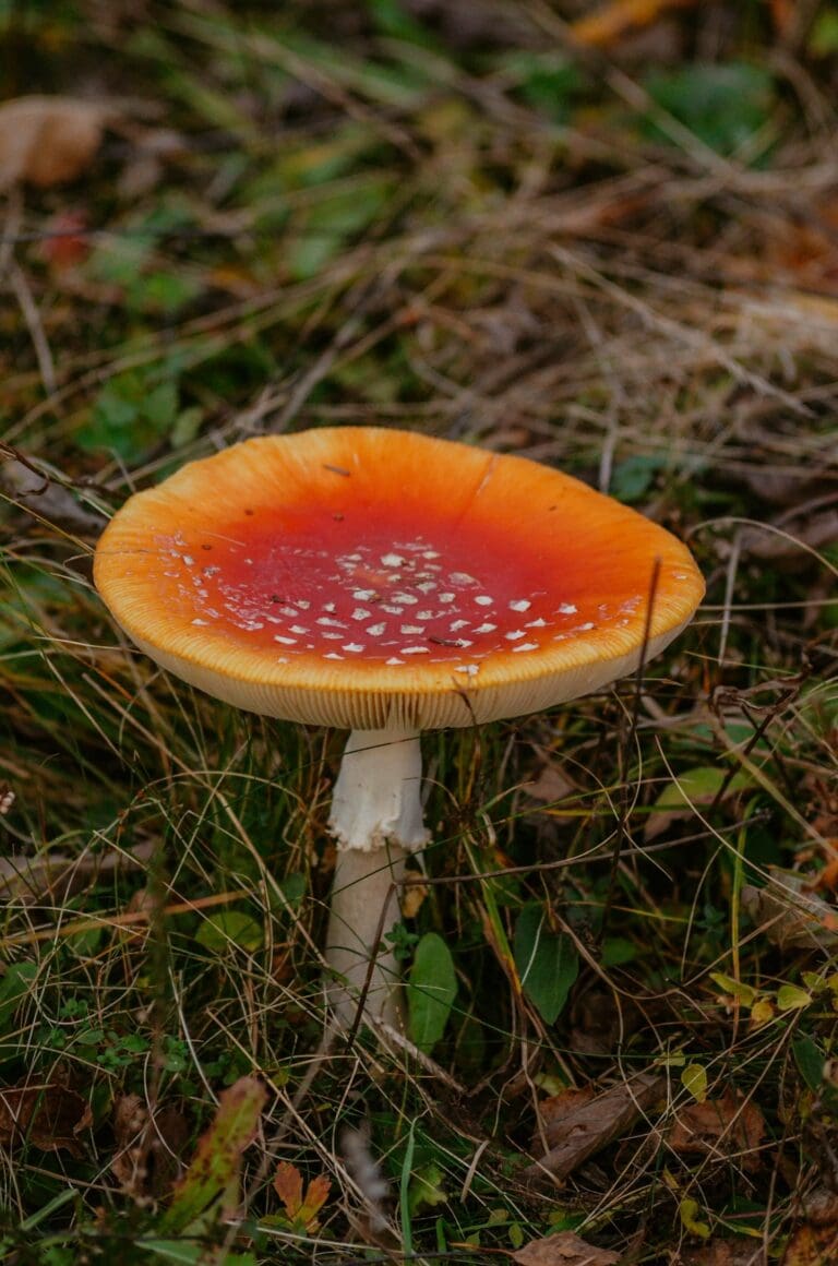 fly agaric mushroom on the lawn